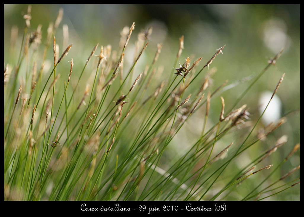 Carex davalliana